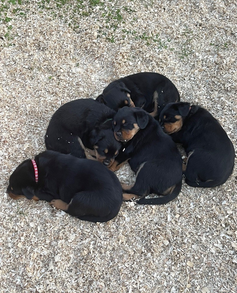 Tous nos bébés ont trouvés une famille :-)